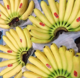 ZHANG XIN GUO JI VIETNAM Hoàn Thành Vận Chuyển 6 Container Chuối Cavendish Sang Thị Trường Quốc Tế, Khẳng Định Năng Lực Cung Ứng Vượt Trội