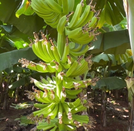 Giải Mã Quy Trình "3 Cao" Tại ZHANG XIN GUO JI: Tiêu Chuẩn Nào Cho Chuối Cavendish Xuất Khẩu?