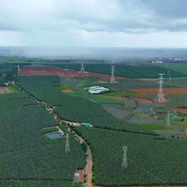 Chuối già nam mỹ