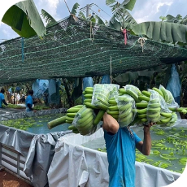 Chuối già nam mỹ