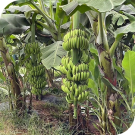 Chuối già nam mỹ