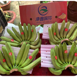 Chuối già nam mỹ