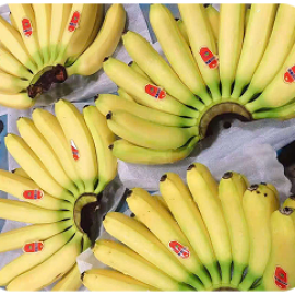 Chuối già nam mỹ