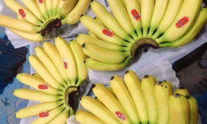 ZHANG XIN GUO JI VIETNAM Hoàn Thành Vận Chuyển 6 Container Chuối Cavendish Sang Thị Trường Quốc Tế, Khẳng Định Năng Lực Cung Ứng Vượt Trội