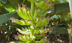 Giải Mã Quy Trình "3 Cao" Tại ZHANG XIN GUO JI: Tiêu Chuẩn Nào Cho Chuối Cavendish Xuất Khẩu?