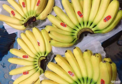 ZHANG XIN GUO JI VIETNAM Hoàn Thành Vận Chuyển 6 Container Chuối Cavendish Sang Thị Trường Quốc Tế, Khẳng Định Năng Lực Cung Ứng Vượt Trội