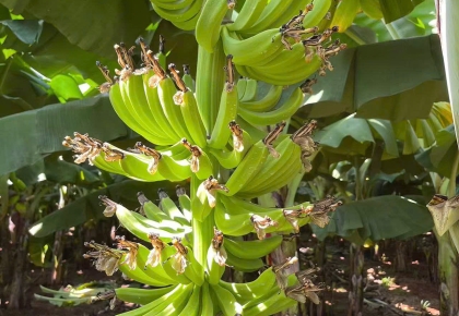 Giải Mã Quy Trình "3 Cao" Tại ZHANG XIN GUO JI: Tiêu Chuẩn Nào Cho Chuối Cavendish Xuất Khẩu?