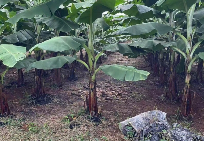 Bên Trong Vùng Trồng 200ha: ZHANG XIN GUO JI VIETNAM Ứng Dụng Nông Nghiệp Công Nghệ Cao Như Thế Nào?