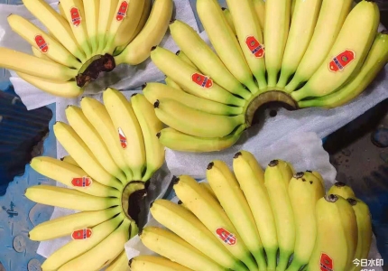 ZHANG XIN GUO JI VIETNAM Hoàn Thành Vận Chuyển 6 Container Chuối Cavendish Sang Thị Trường Quốc Tế, Khẳng Định Năng Lực Cung Ứng Vượt Trội