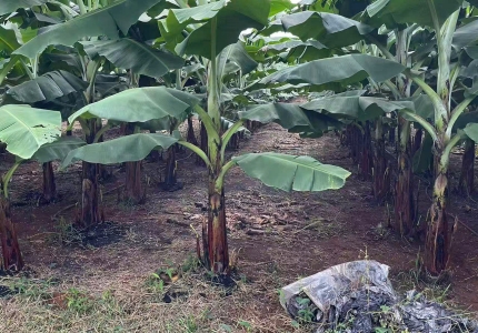 Bên Trong Vùng Trồng 200ha: ZHANG XIN GUO JI VIETNAM Ứng Dụng Nông Nghiệp Công Nghệ Cao Như Thế Nào?