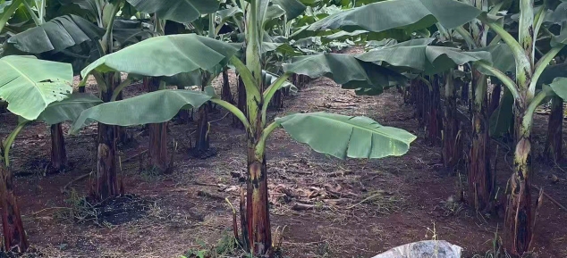 Bên Trong Vùng Trồng 200ha: ZHANG XIN GUO JI VIETNAM Ứng Dụng Nông Nghiệp Công Nghệ Cao Như Thế Nào?